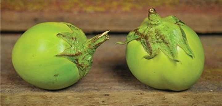 Solanum melongena var. esculentum ‘Apple Green’