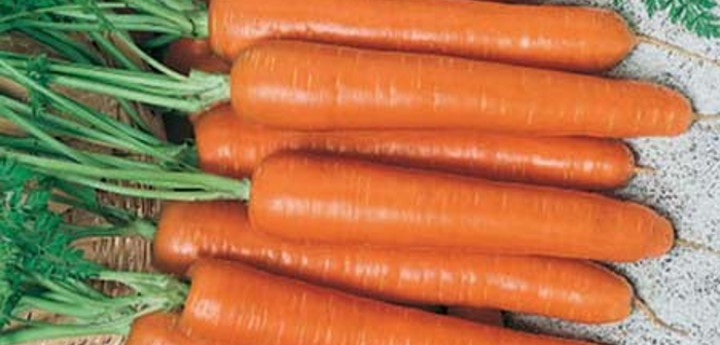 Daucus carota subsp. Sativus ‘Nantaise Améliorée 3’