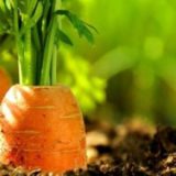 Une sélection des meilleures variétés de carottes « gustatives »