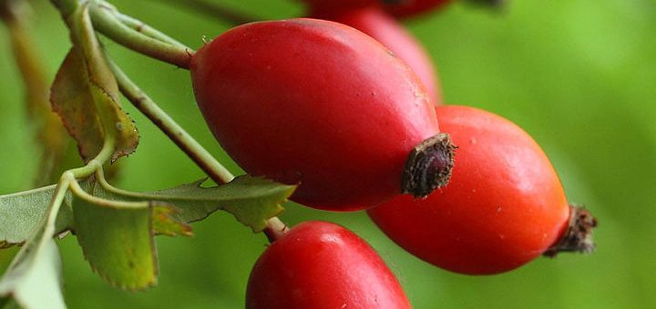 Cynorhodon le faux-fruit du Rosa canina (l’églantier)
