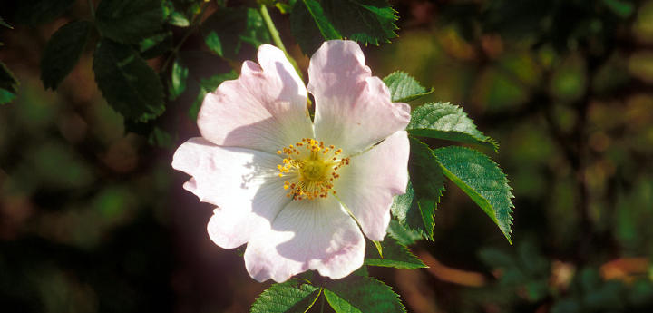 Fleur du Rosa canina