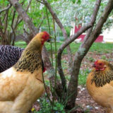 Élevage de poules pondeuses pour une plus grande autonomie alimentaire
