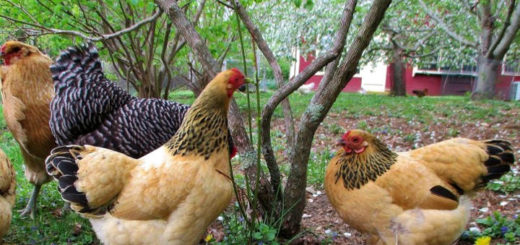 Élevage de poules pondeuses pour une plus grande autonomie alimentaire