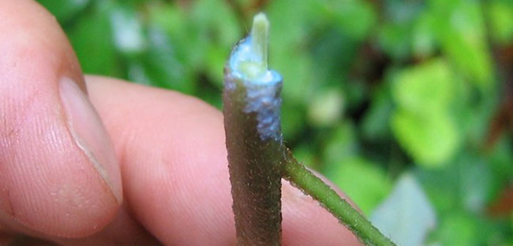 « Latex » de l’Euphorbia amygdaloides