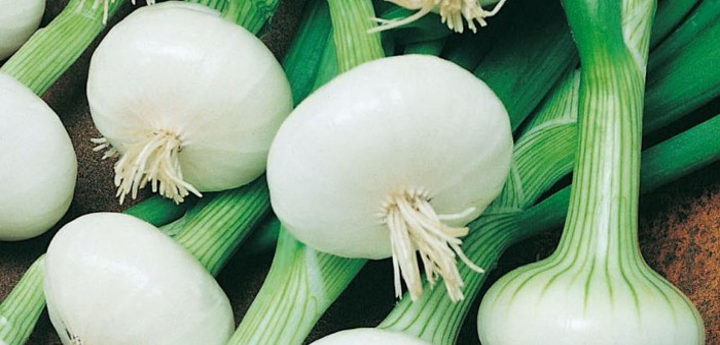 Allium cepa ‘Blanc Hâtif de Paris’