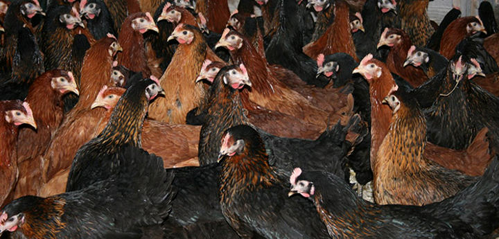 Combien de poules pour être autonome