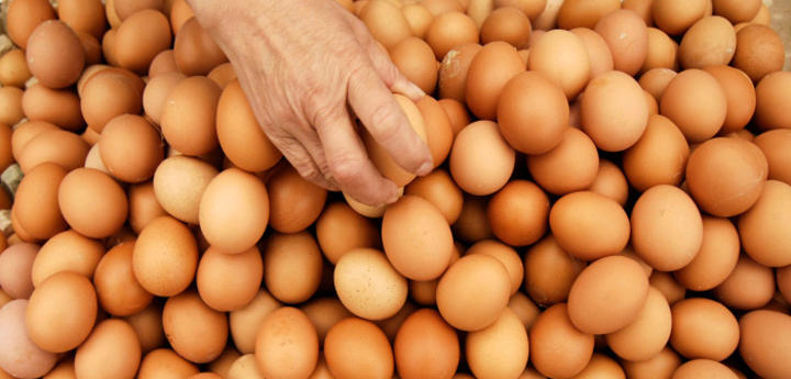 Les protéines de l’œuf sont d’excellente qualité, elles sont considérées comme protéines de référence