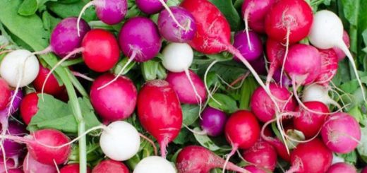 Une sélection des meilleures variétés de radis « gustatives »