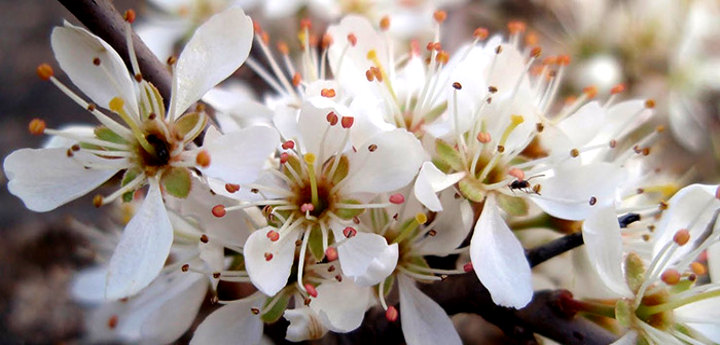 Fleurs du Prunus spinosa