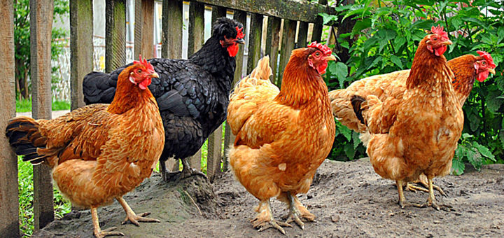 Une poule ne peut pas pondre 300 – 320 œufs par ans avec peu de moyens